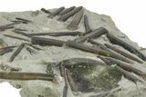Jurassic Belemnite Rostrum Mortality Plate - Germany #351349-2